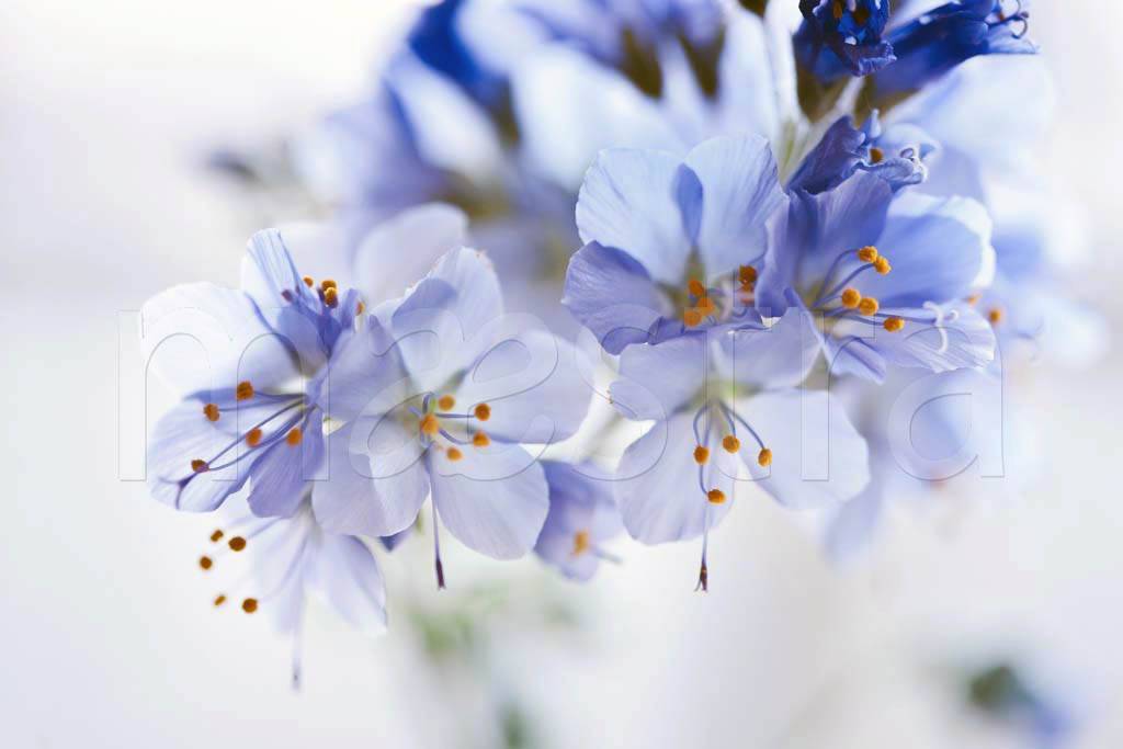 Фотообои Голубые цветы 3д