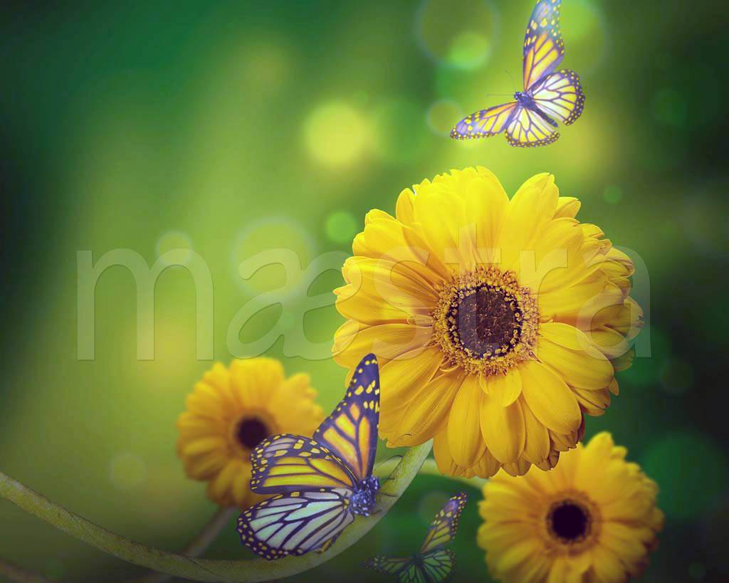 Фотообои Подсолнухи и бабочки
