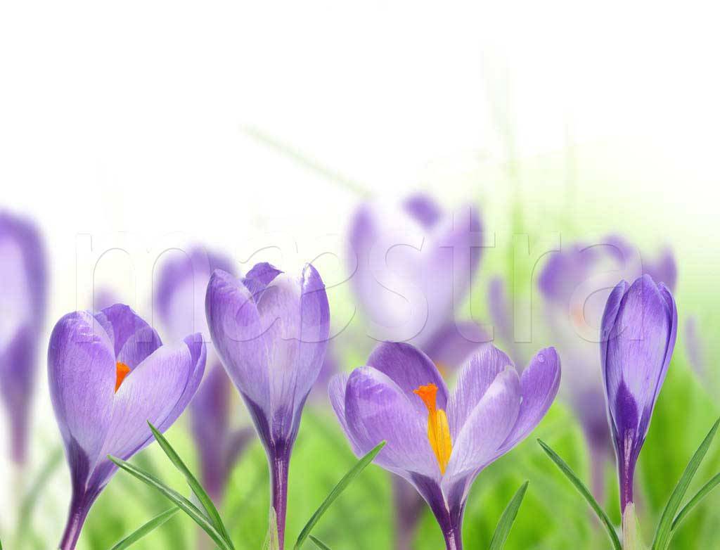 Фотообои Фиолетовые крокусы