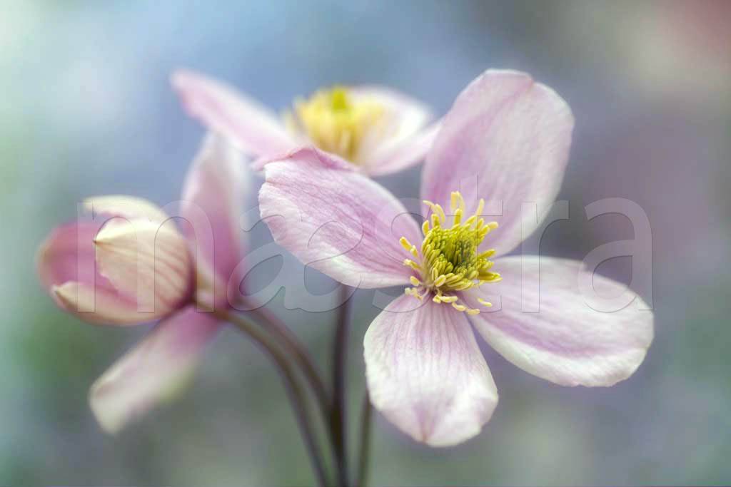 Фотообои Полевые 3д цветы