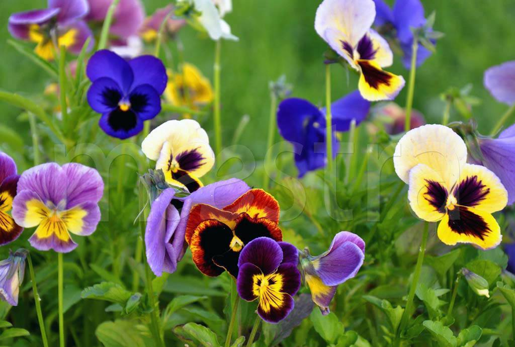 Фотообои Полевые яркие цветы